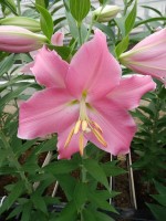 [5242 Canaletto No02.JPG]